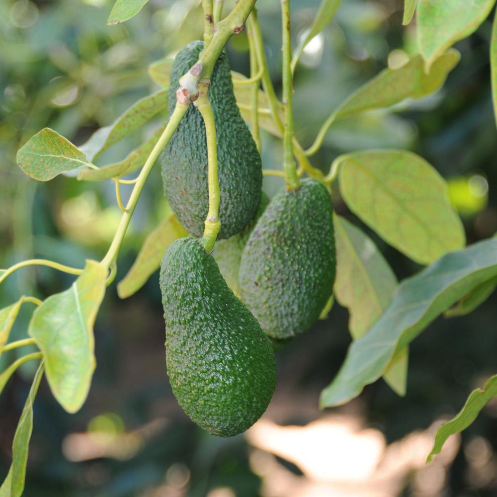 Condo™ Avocado Tree