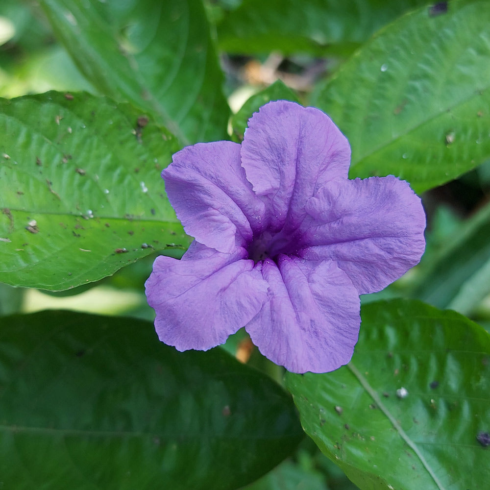 Desert Ruellia Shrub