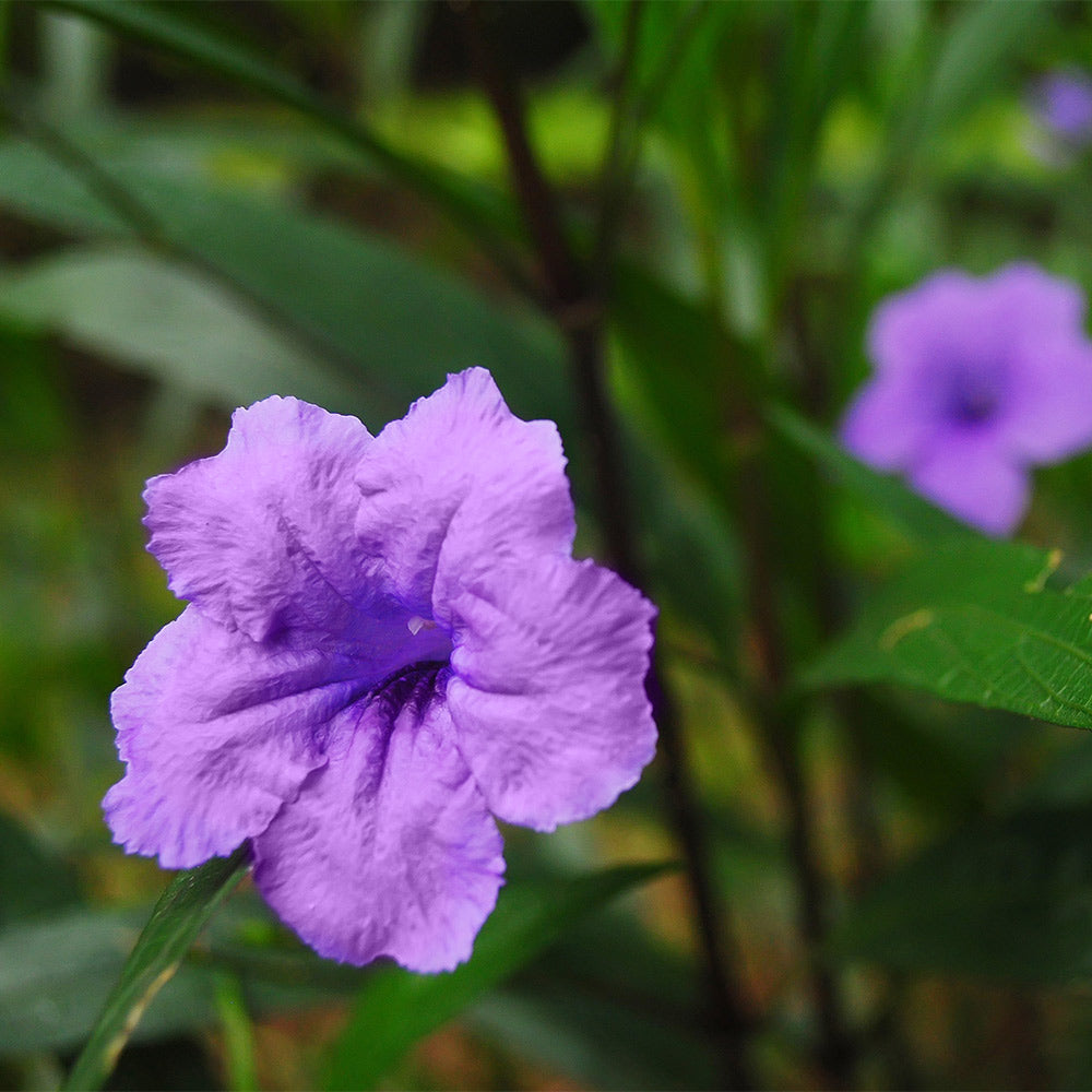 Desert Ruellia Shrub