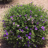 Desert Ruellia Shrub