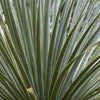 Desert Spoon Shrub