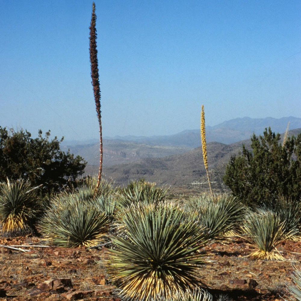 Desert Spoon Shrub