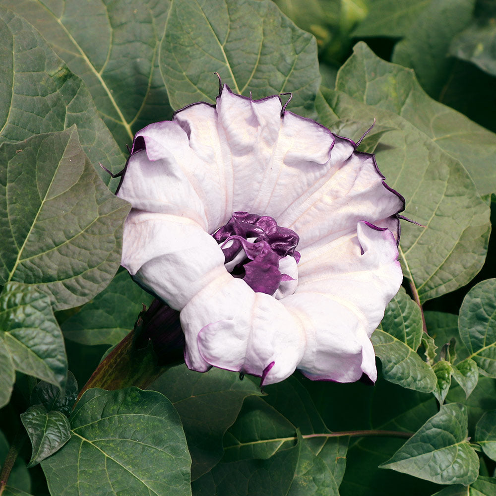 Devil's Trumpet Plant