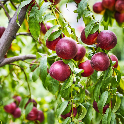 Double Delight Nectarine Tree
