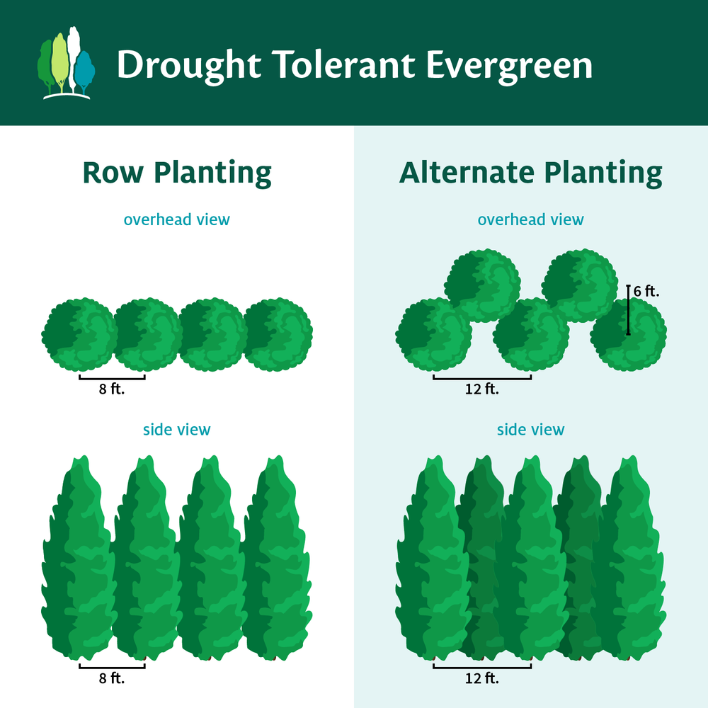 Drought-Tolerant Evergreen Tree