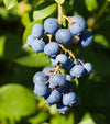 Duke Blueberry Bush