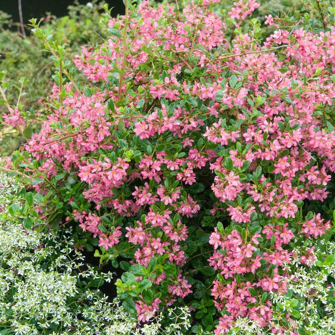 Dwarf Escallonia Shrub