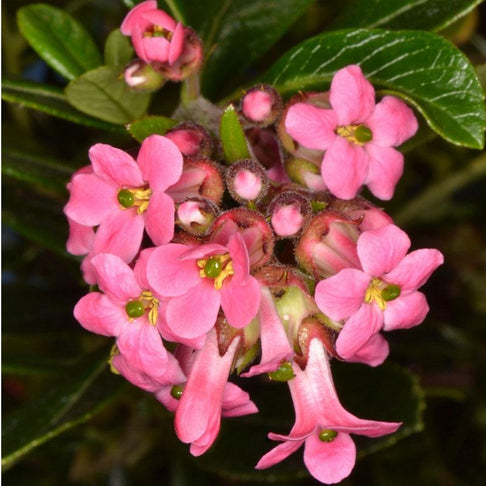 Dwarf Escallonia Shrub