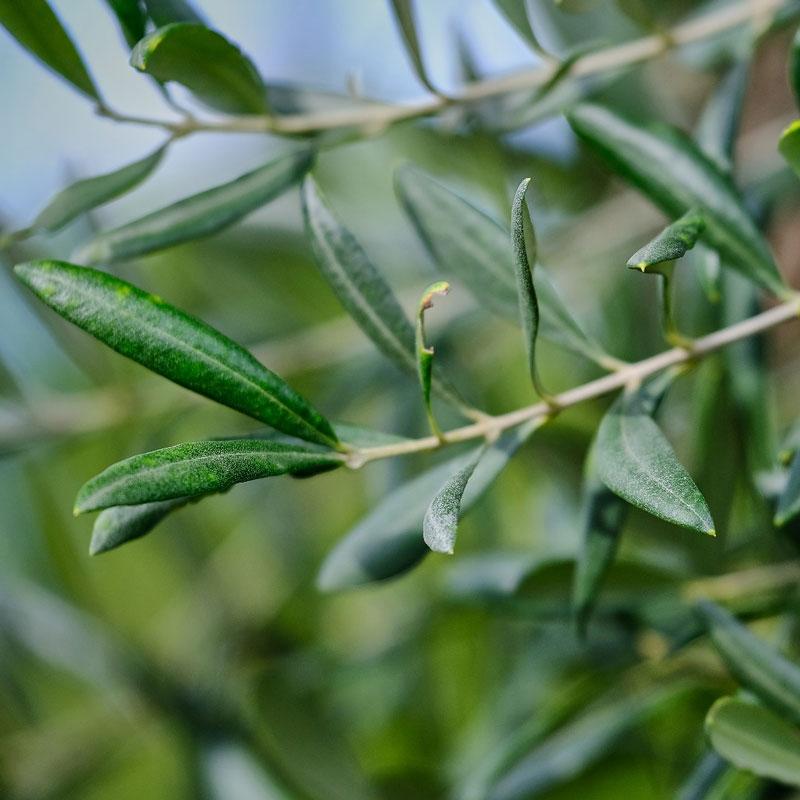 Little Ollie' Dwarf Olive Tree Arizona