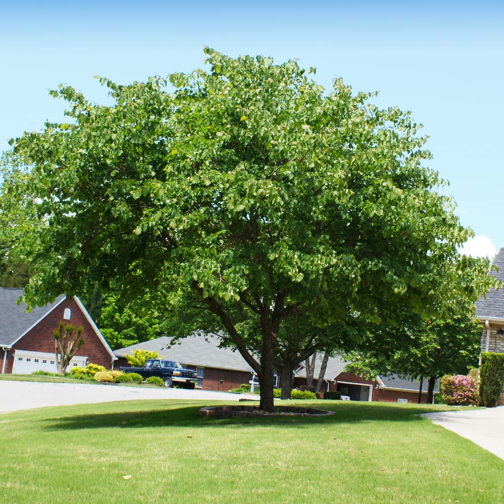 Eastern Redbud Tree