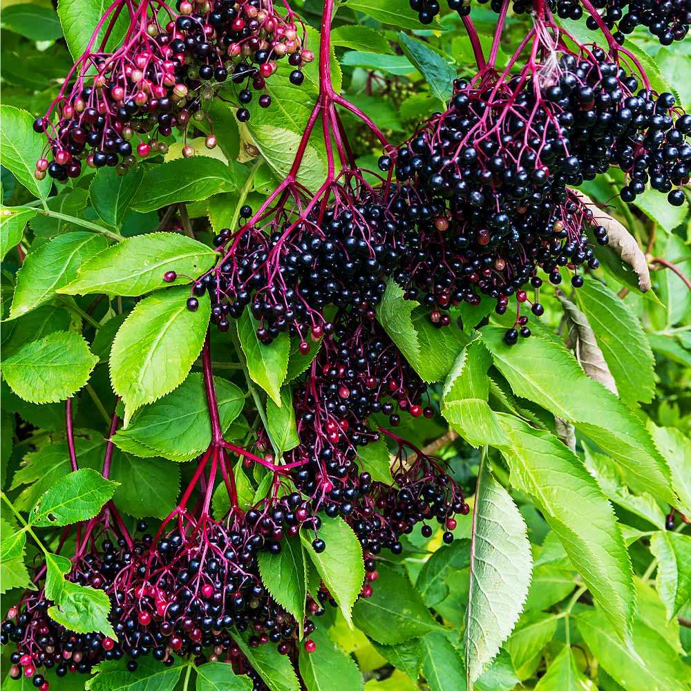 Marge Elderberry Bush