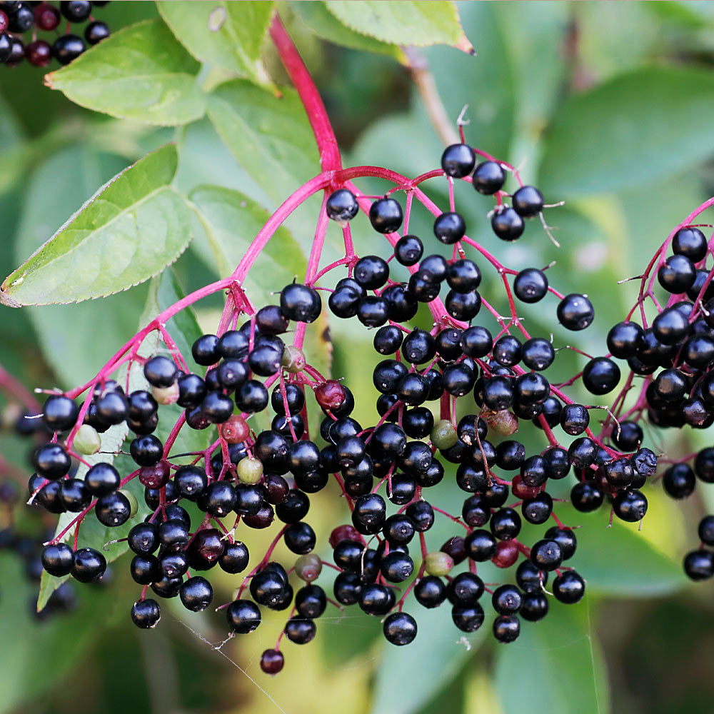 Marge Elderberry Bush