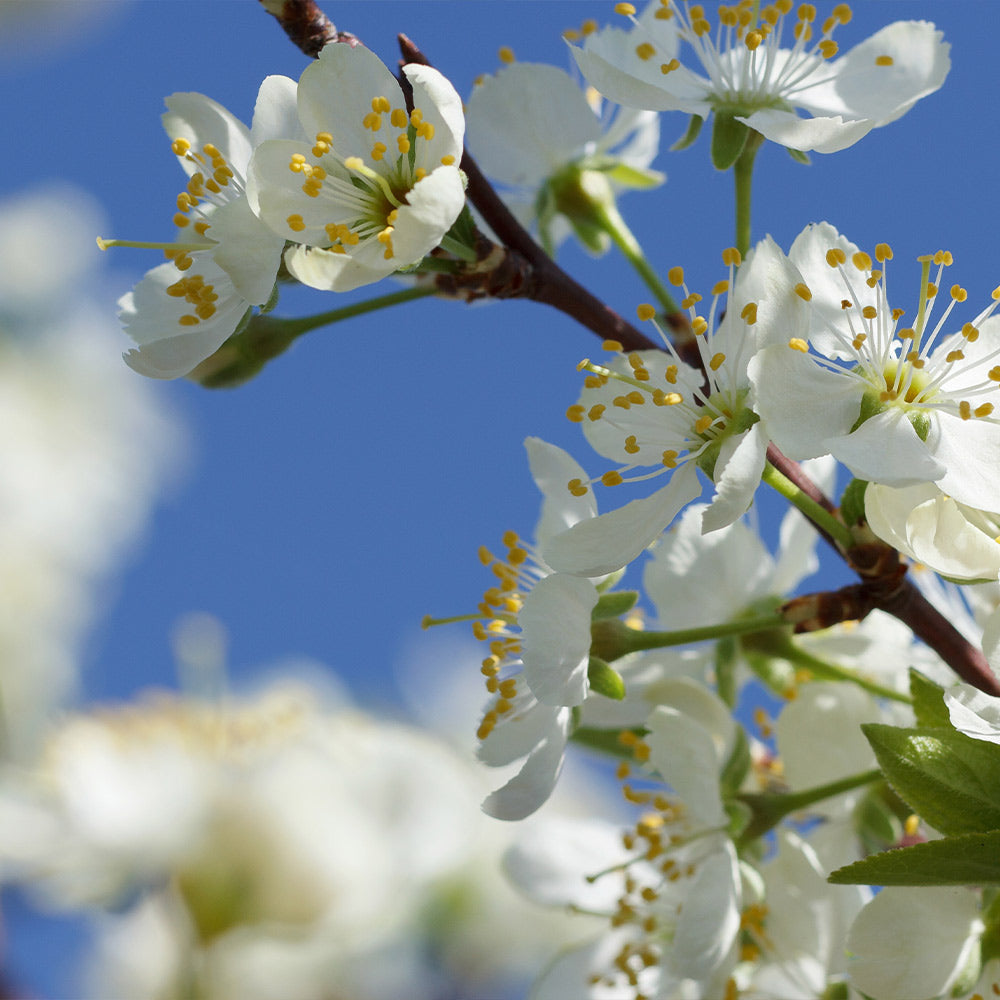 Elephant Heart Plum Tree