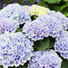 Elizabeth Ashley Hydrangea Shrub