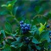 Elliot Blueberry Bush