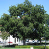 Elliot Pecan Tree