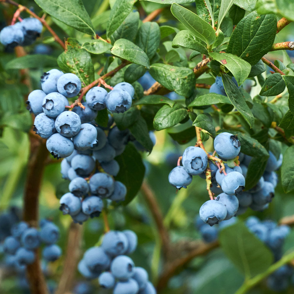 Emerald Blueberry Bush