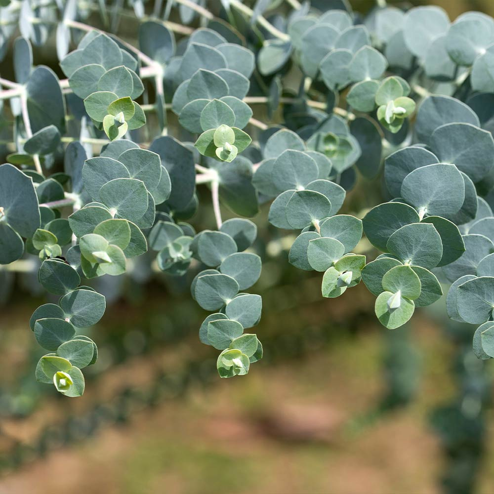Baby Blue Eucalyptus Plant