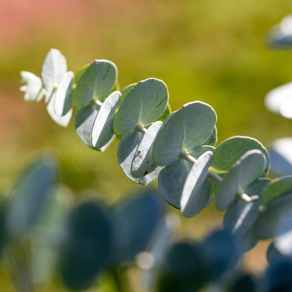 Baby Blue Eucalyptus Plant