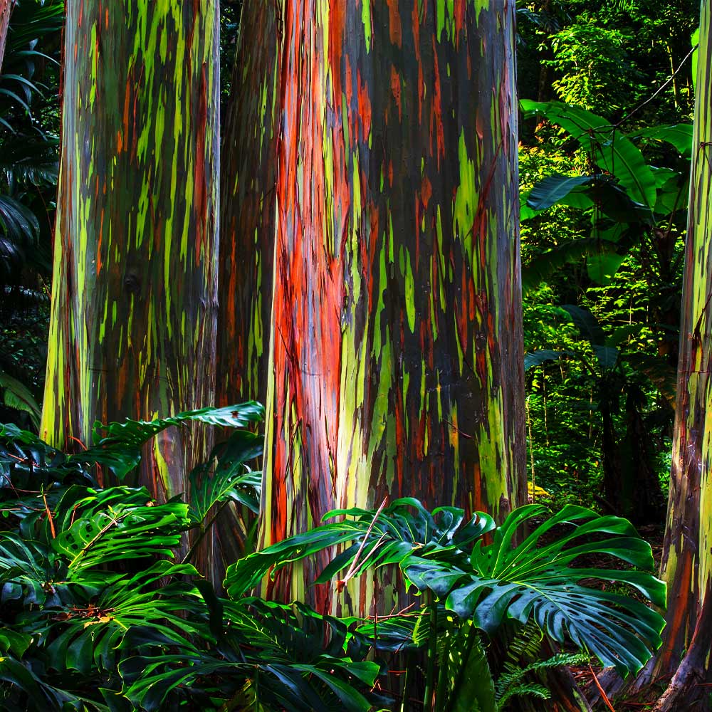 Rainbow Eucalyptus Tree