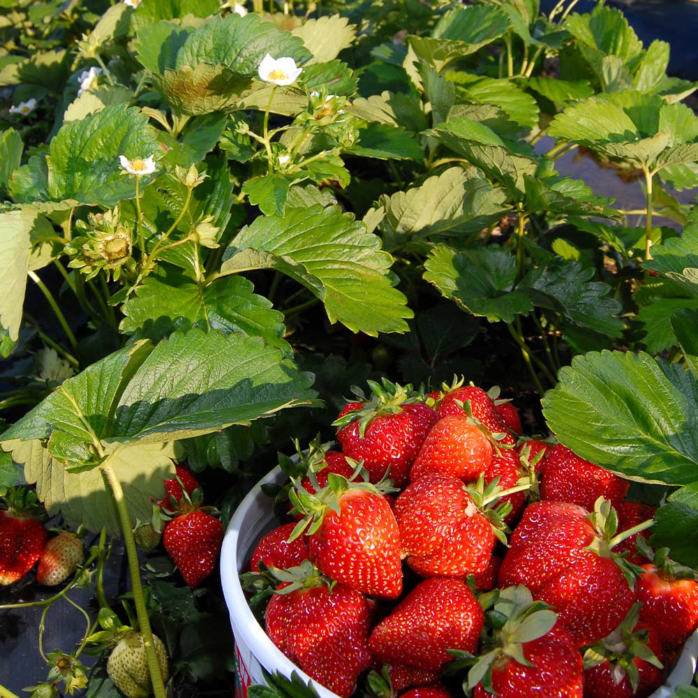 Everbearing Strawberry - USDA Organic