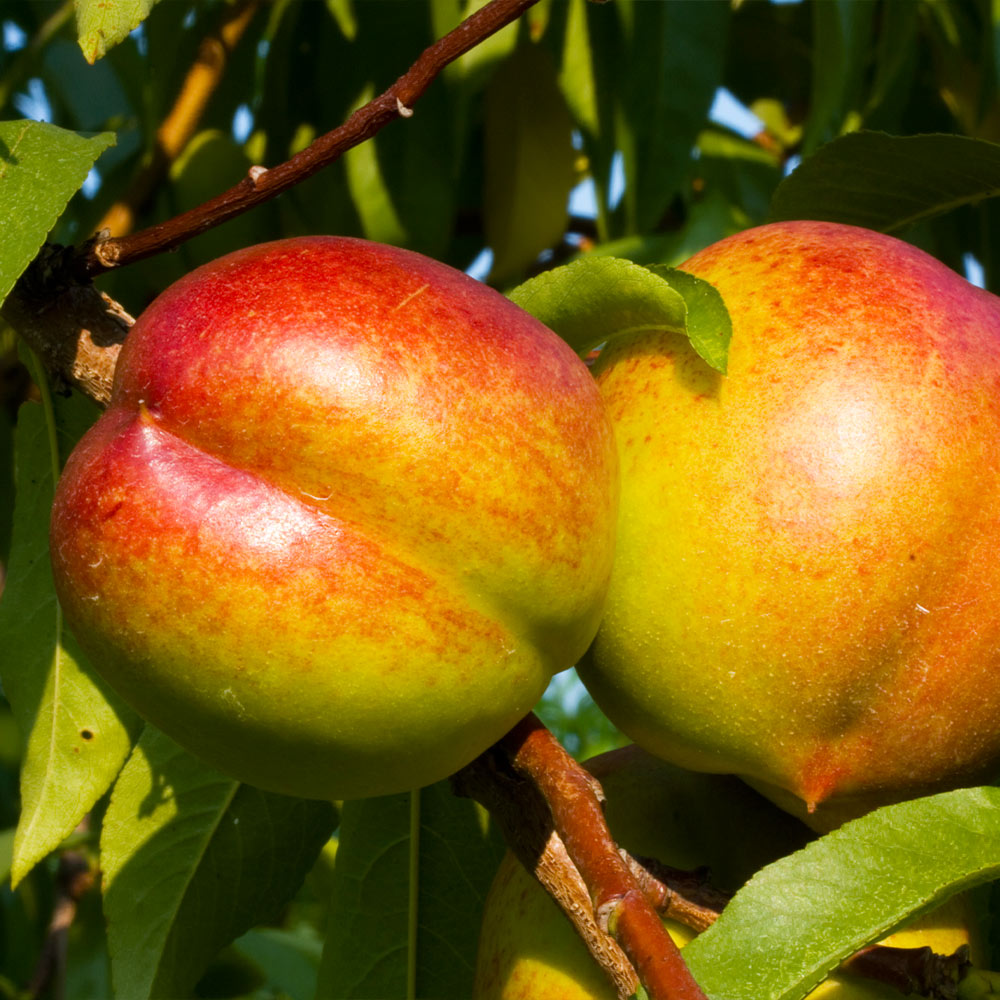 Fantasia Nectarine Tree