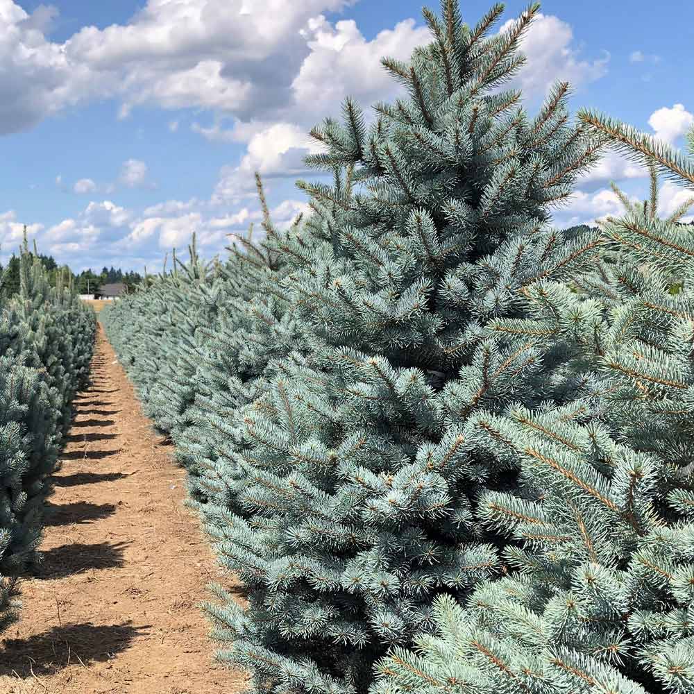 Fat Albert Colorado Blue Spruce