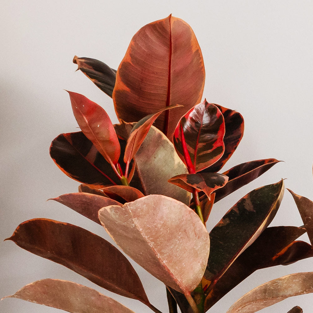 Ficus Ruby (Variegated Rubber Plant)