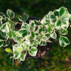 Variegated Ficus Triangularis