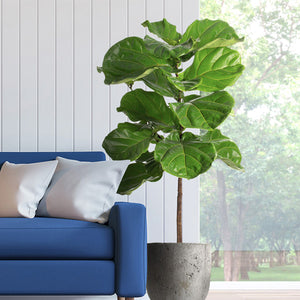 Fiddle-Leaf Fig Tree product image