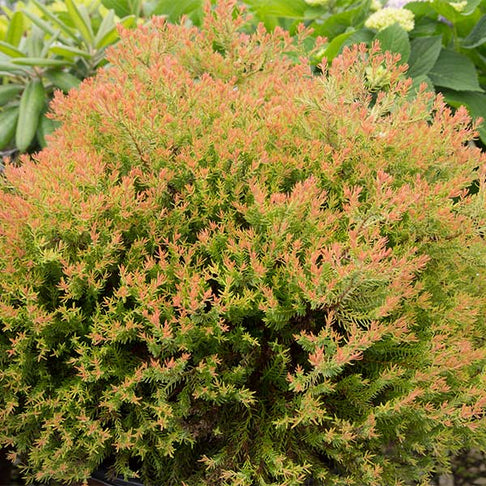 Southern Living® Fire Chief™ Thuja Shrub