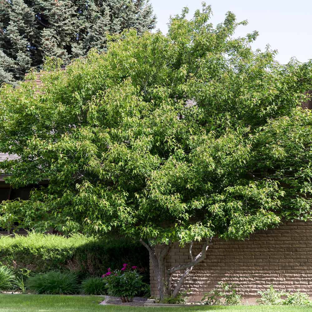 Flame Amur Dwarf Maple