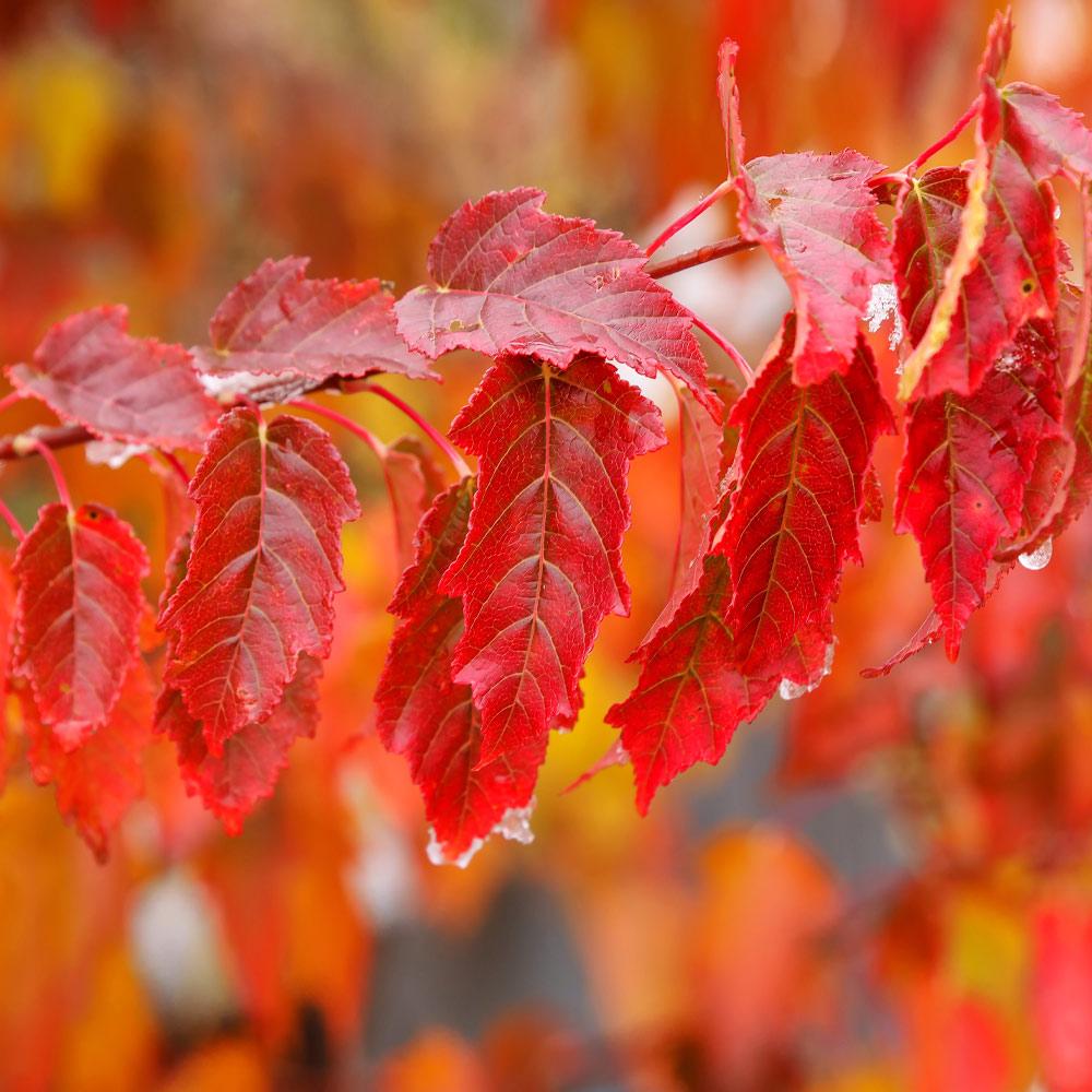 Flame Amur Dwarf Maple