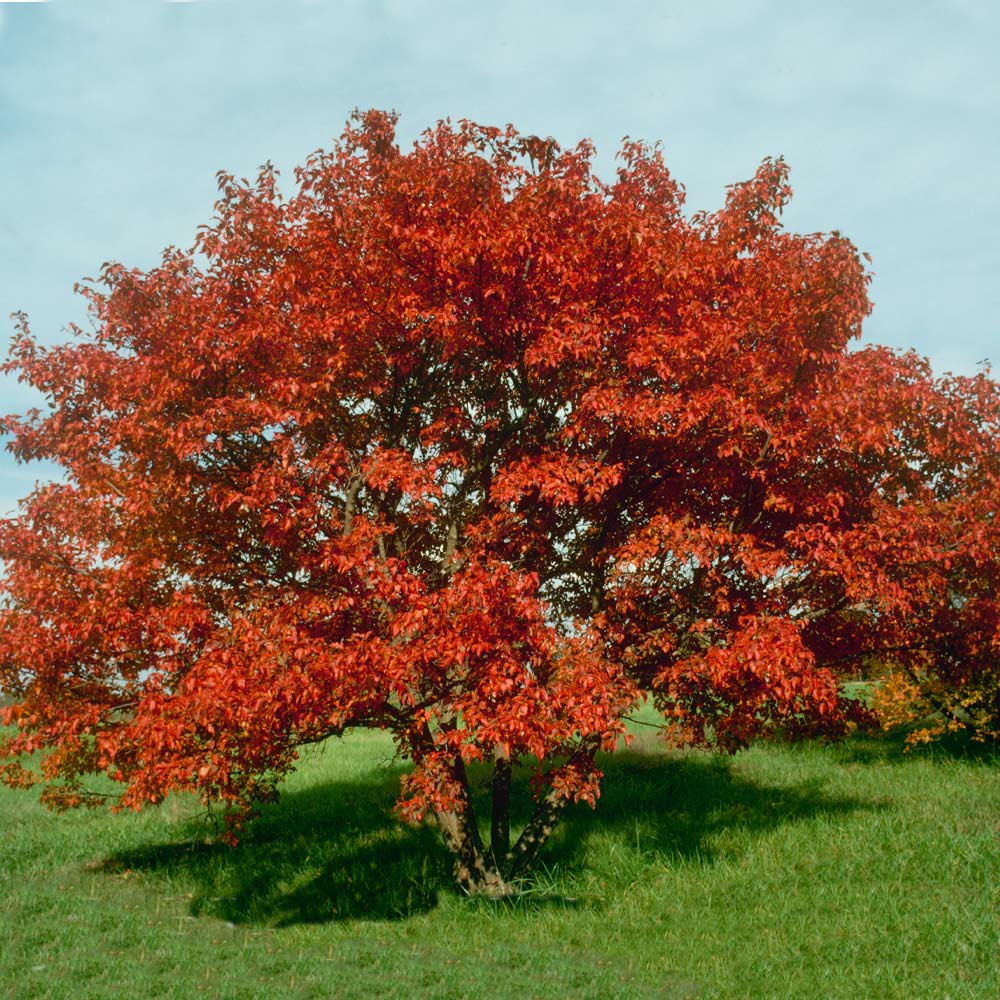 Flame Amur Dwarf Maple