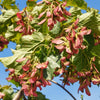 Flame Amur Dwarf Maple