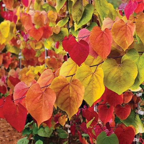 Bloomables® Flame Thrower® Redbud Tree