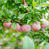 Flavor King® Pluot Tree