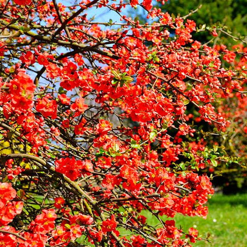 Flowering Quince