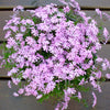 Fort Hill Creeping Phlox Plant