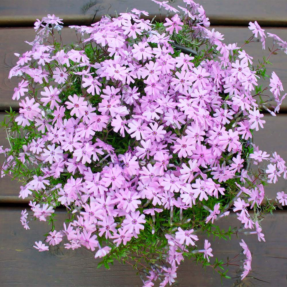 Fort Hill Creeping Phlox Plant