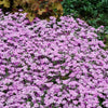 Fort Hill Creeping Phlox Plant