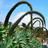 Fox Tail Agave