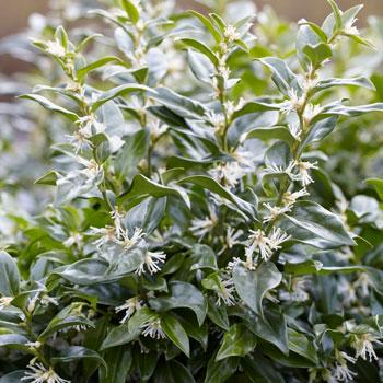 Fragrant Sweetbox Shrub