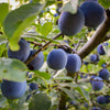 French Prune Tree