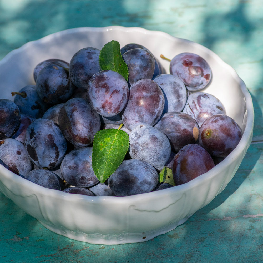 French Prune Tree