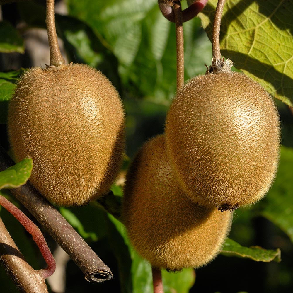 Fuzzy Kiwi