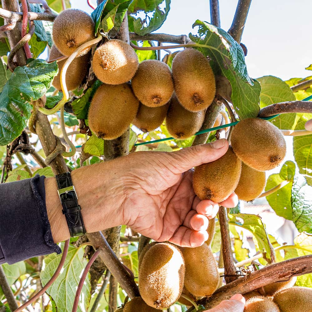 Fuzzy Kiwi