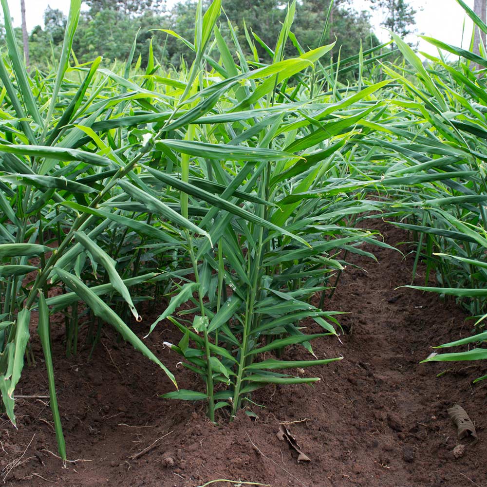 Ginger Plant