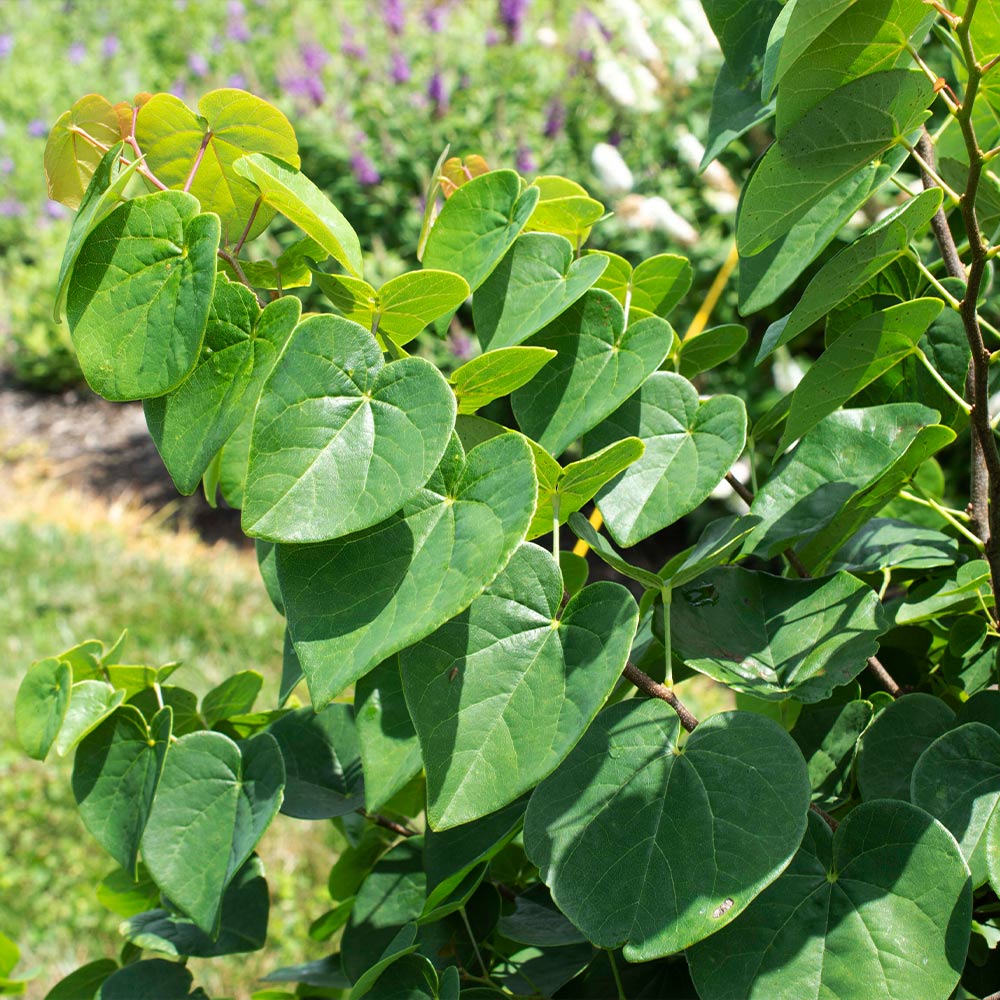 Garden Gems® Emerald Redbud Tree