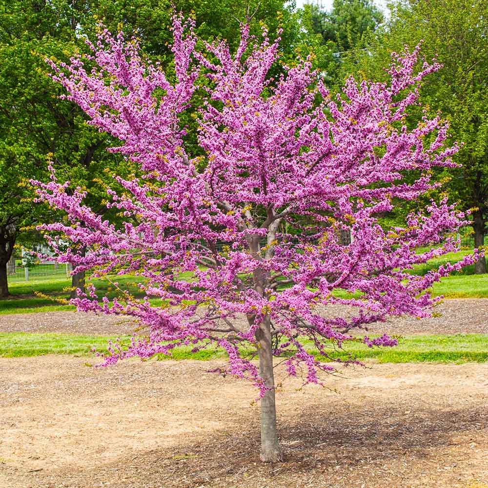 Garden Gems® Emerald Redbud Tree